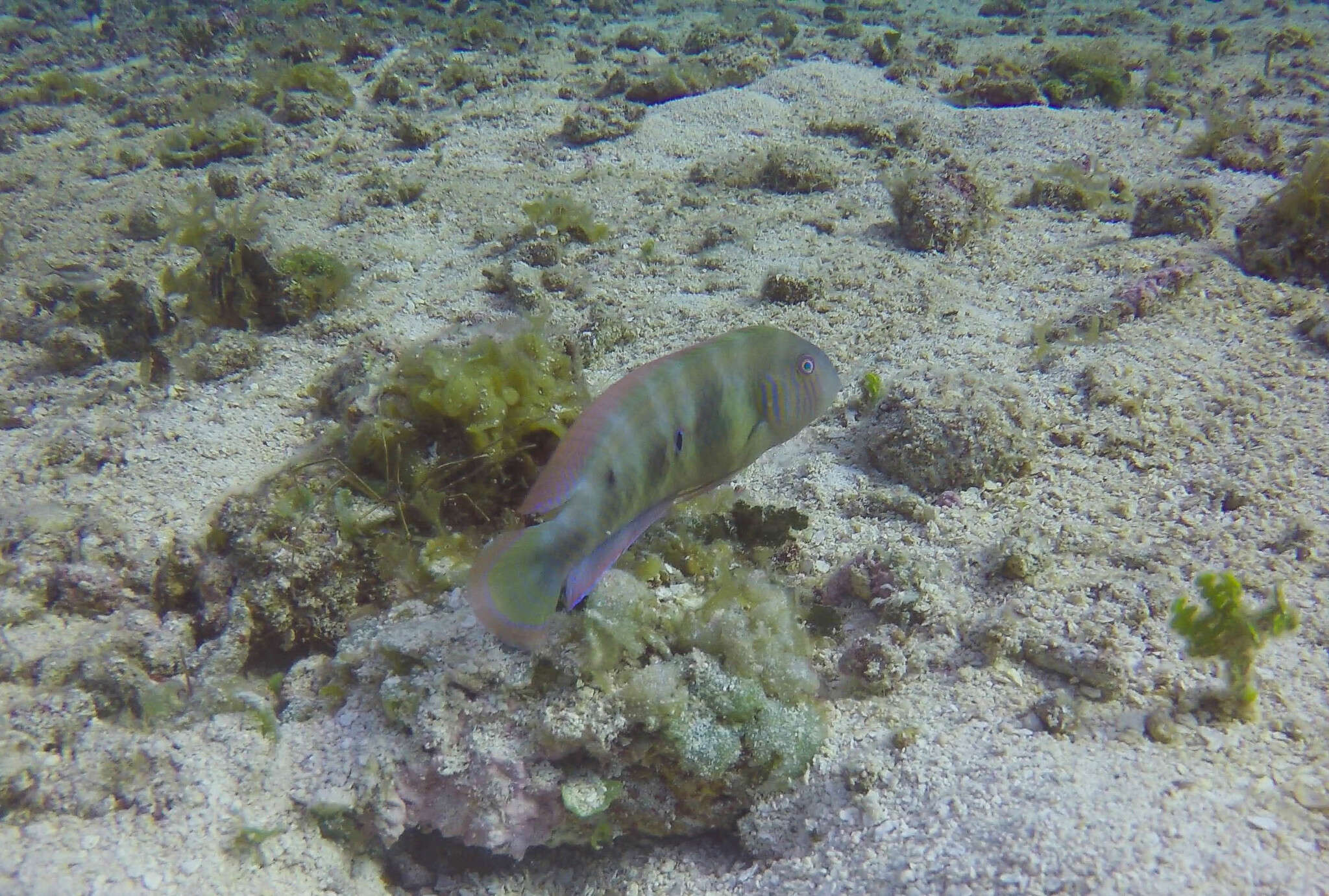 Image of Green razorfish