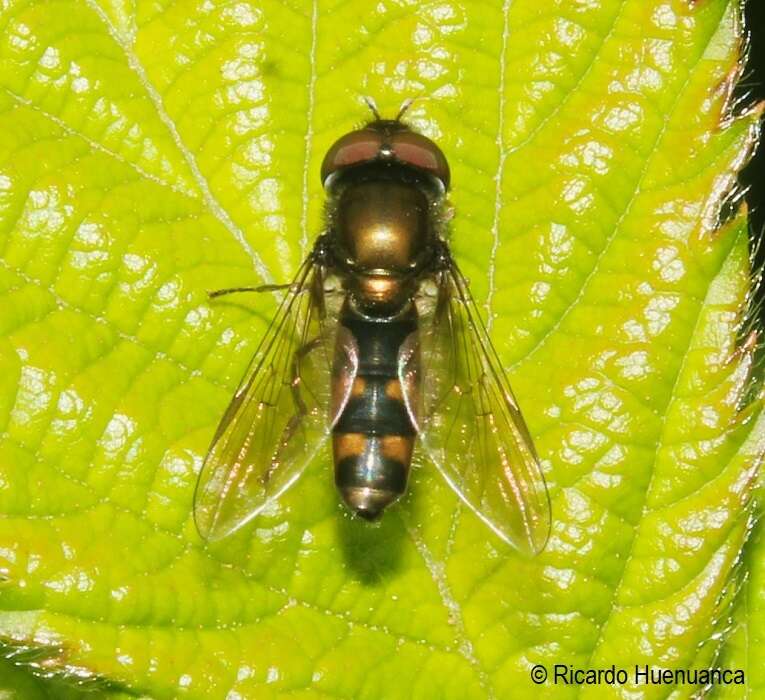 Image of Platycheirus fenestrata (Macquart 1842)