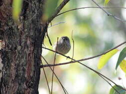 Image of Acanthiza apicalis apicalis Gould 1847