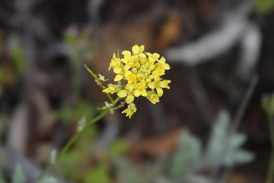 صورة Descurainia millefolia (Jacq.) Webb & Berthel.