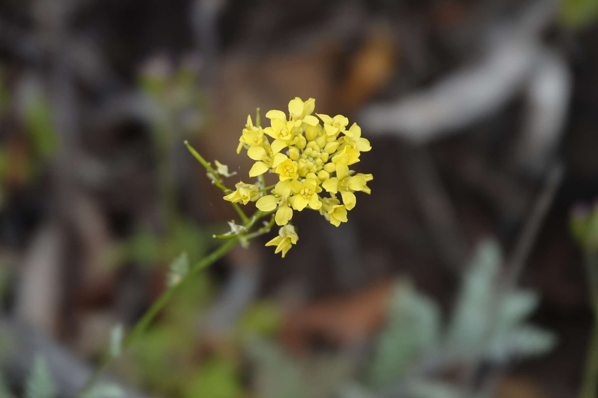 Image of Descurainia millefolia (Jacq.) Webb & Berthel.