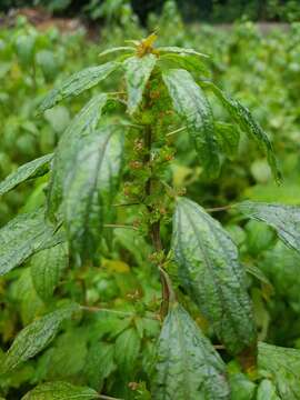 Imagem de Acalypha virginica L.