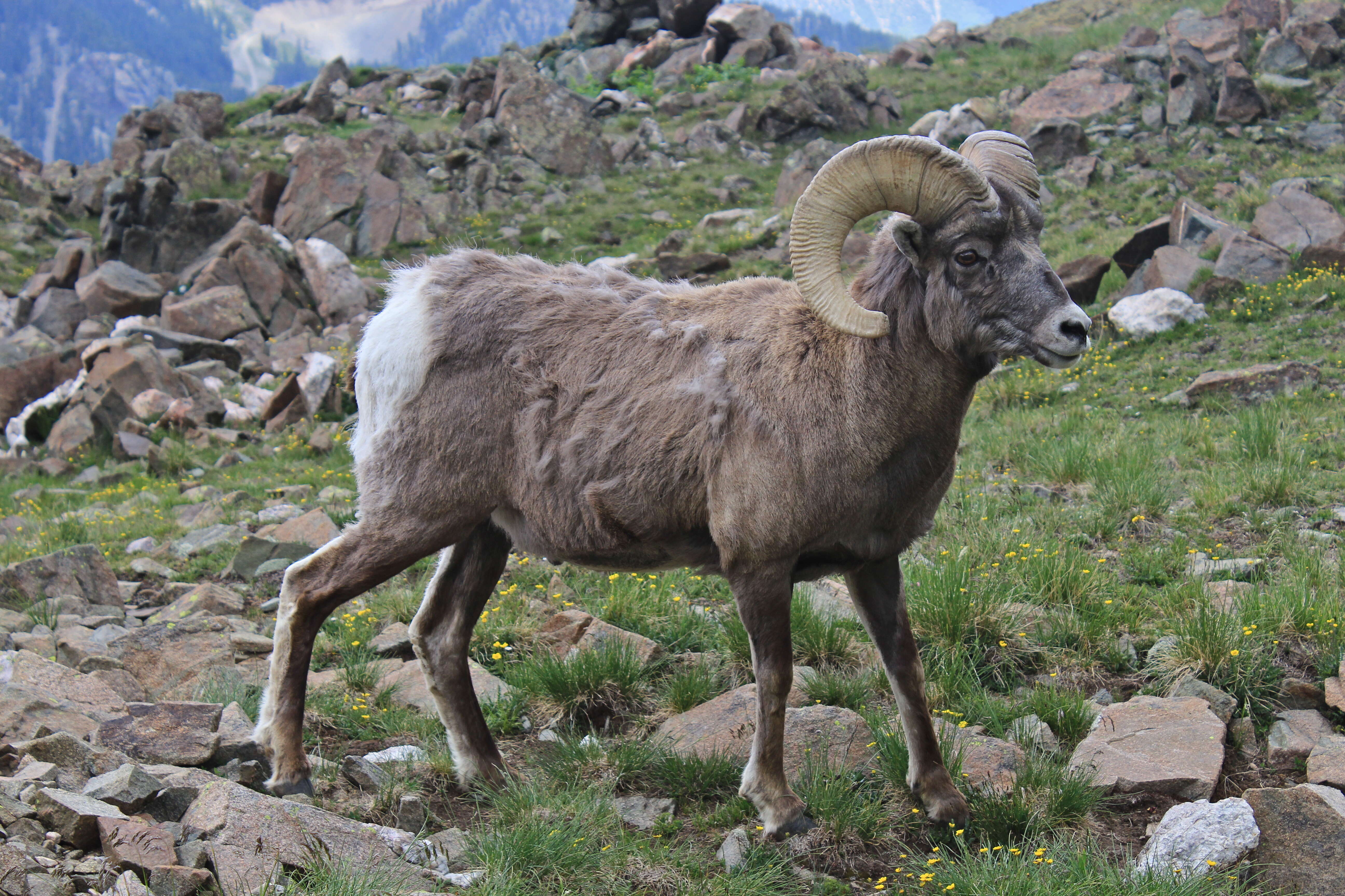 Image of bighorn sheep