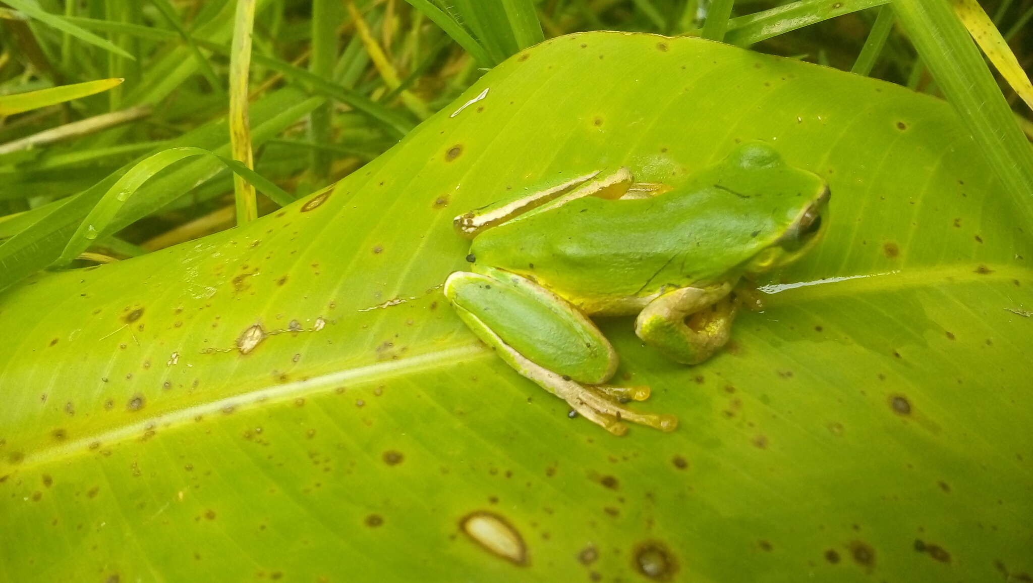 Image of Lesser Bromeliad Treefrog