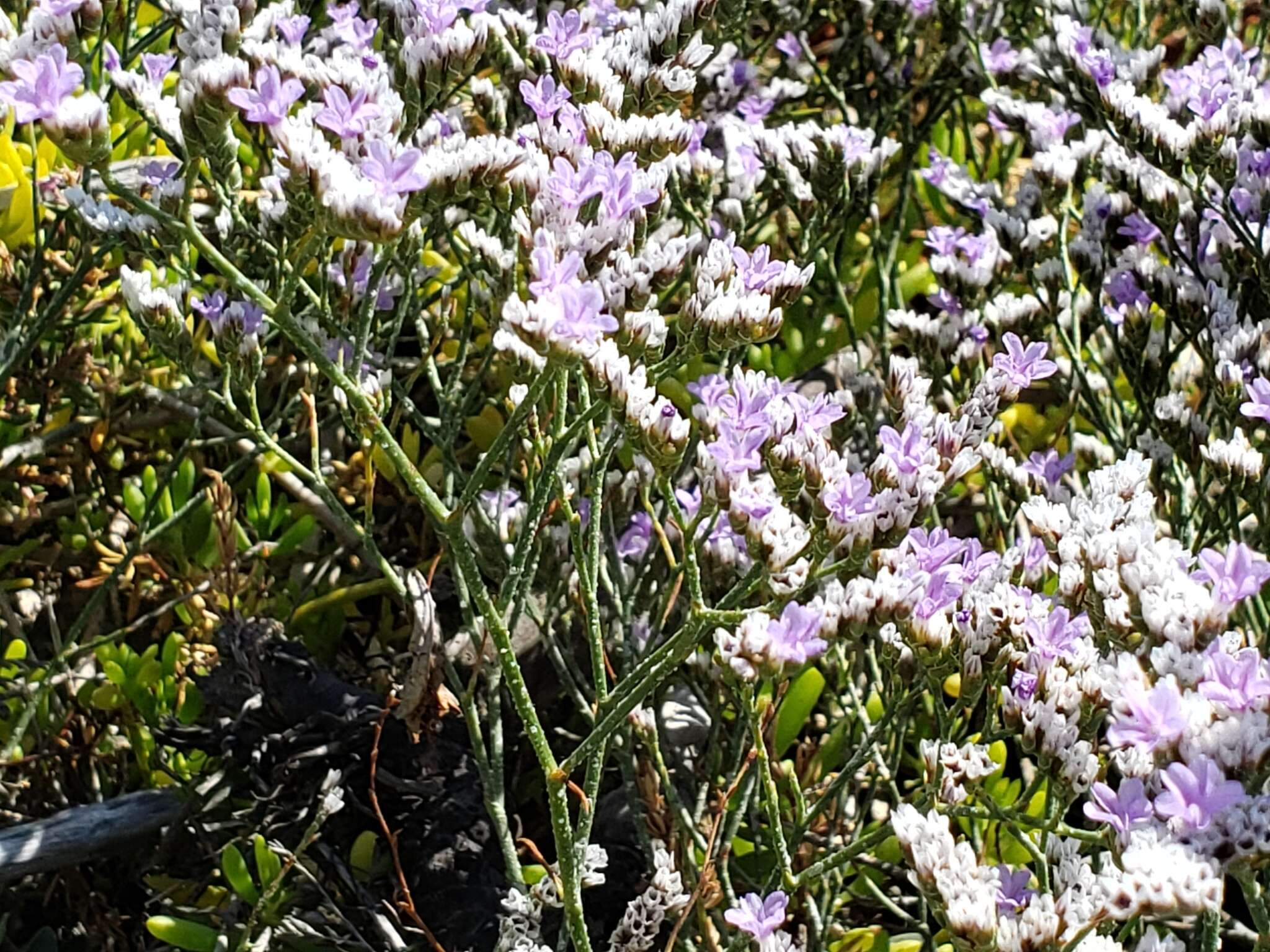 Image of Algerian sea lavender