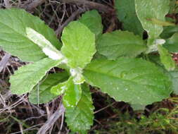 صورة Tarchonanthus littoralis