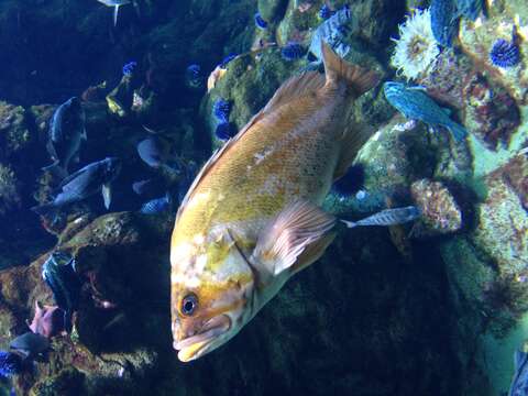 Image of Canary rockfish