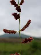 Image of Urochloa serrata