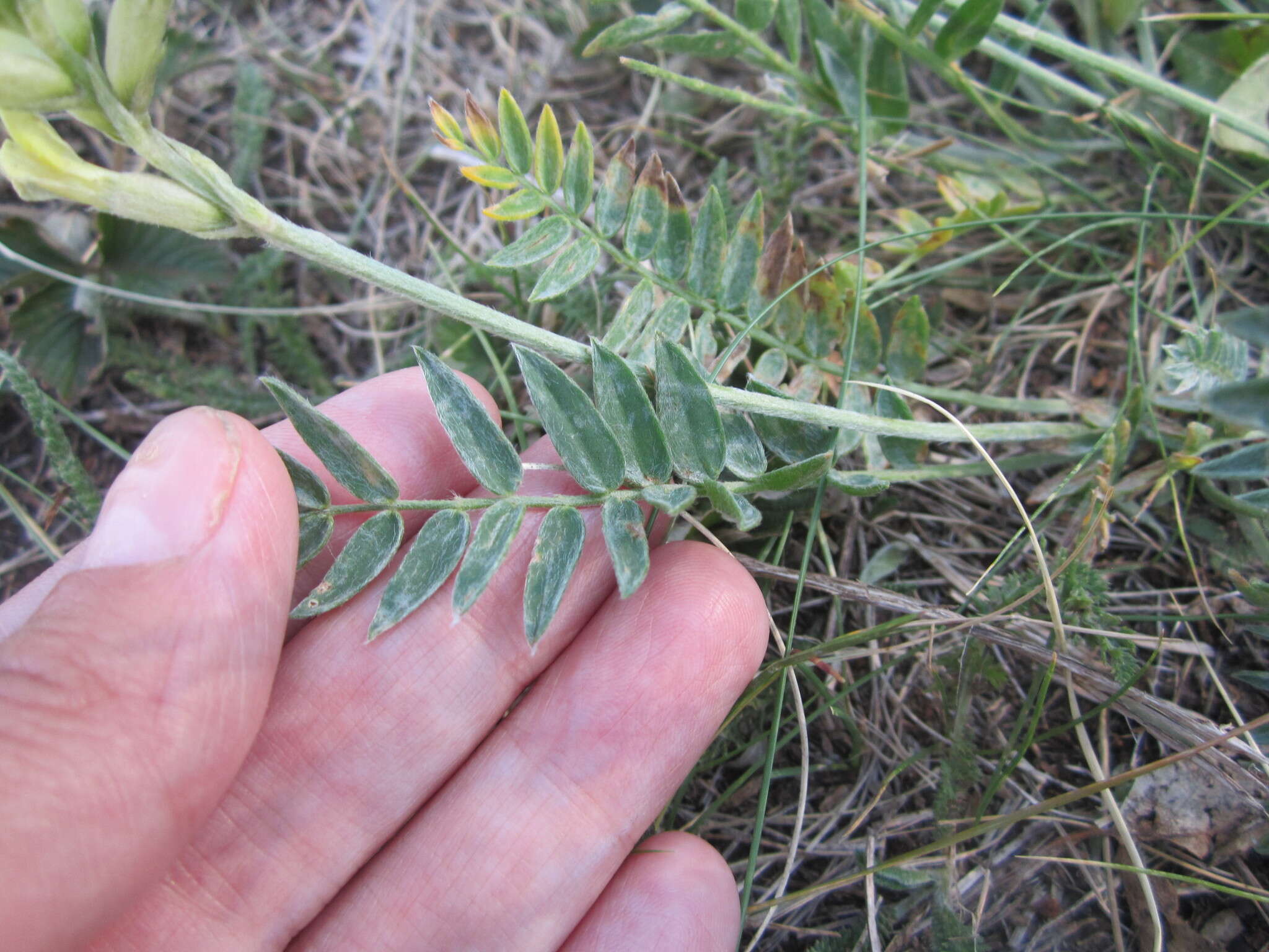 Image de Oxytropis hippolyti Boriss.