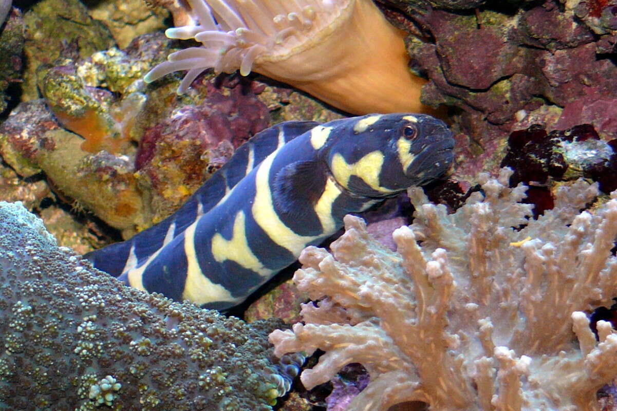 Image of convict blennies