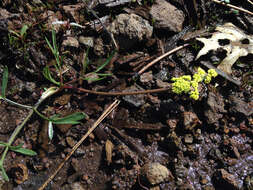 Image of Stebbins' desertparsley