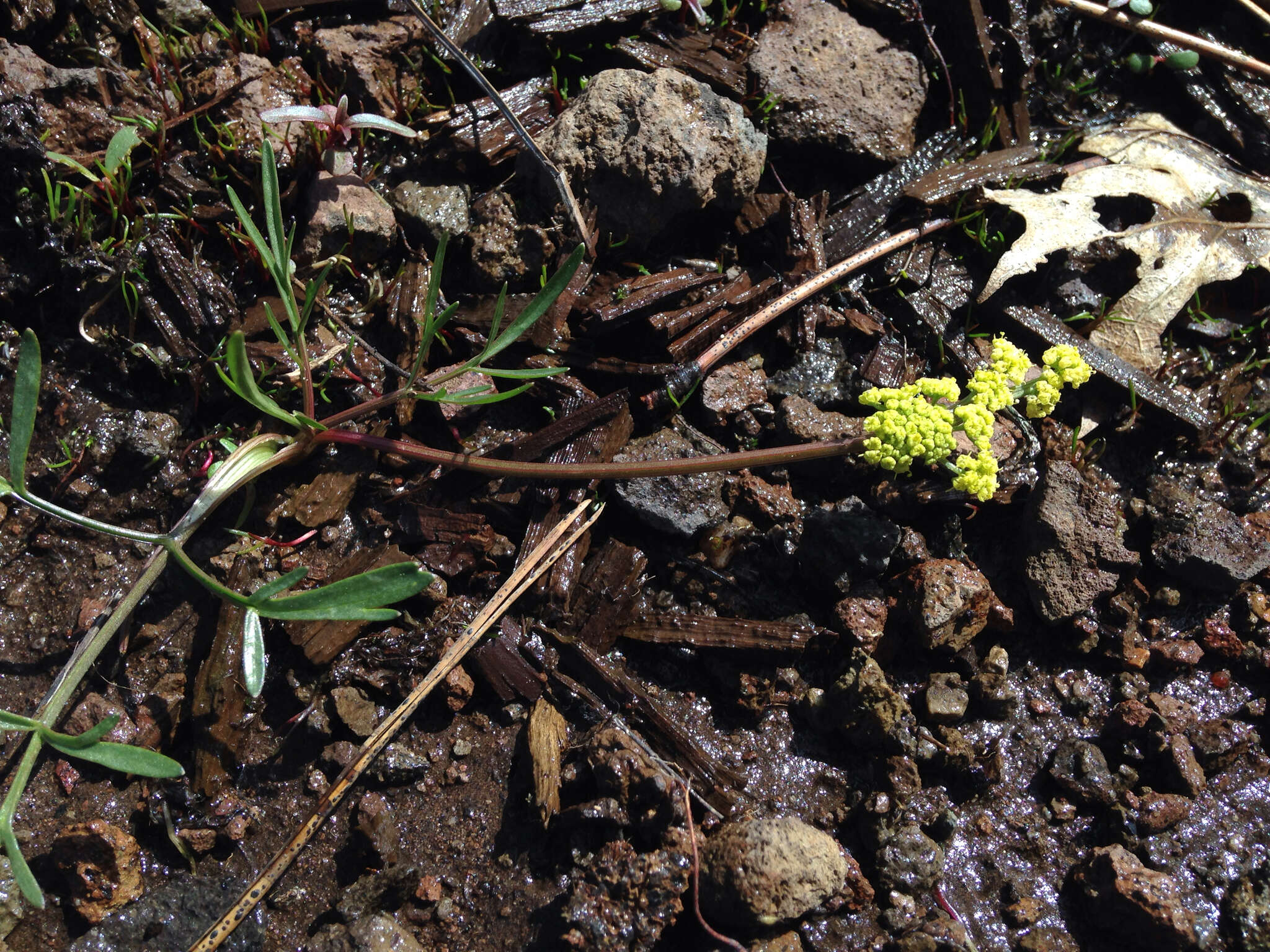 Image de Lomatium stebbinsii M. A. Schlessman & L. Constance