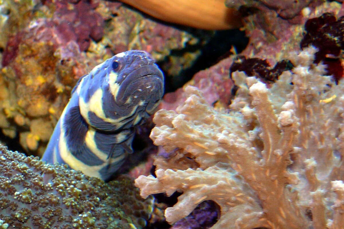Image of convict blennies