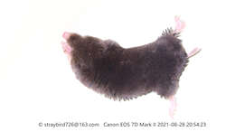 Image of Short-faced Mole