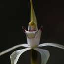 Caladenia saggicola D. L. Jones resmi