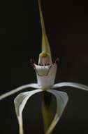 Imagem de Caladenia saggicola D. L. Jones