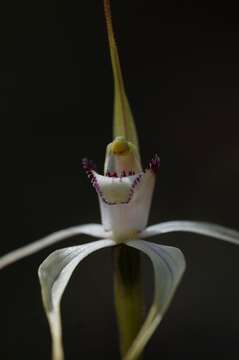 Image de Caladenia saggicola D. L. Jones