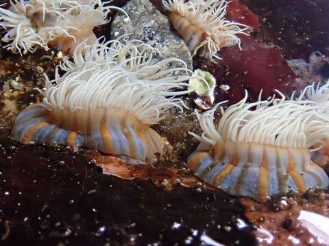 Image of Striped anemone