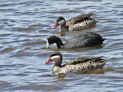 Image of Red-billed Teal