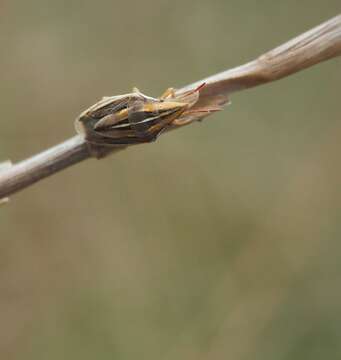 Image of Wheat stink bug