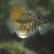 Image of Smooth Toadfish