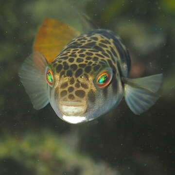 Image of Smooth Toadfish