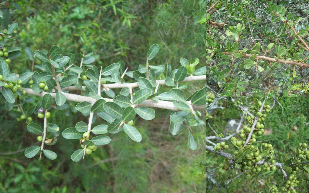 Image of Schinus engleri F. A. Barkley