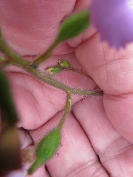 Image de Stylidium albomontis Carlq.