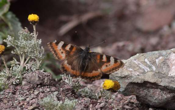 Imagem de <i>Aglais ladakensis</i>