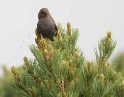 Image of Japanese Accentor