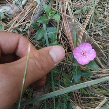 Image of Oenothera deserticola (Loes.) Munz