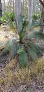 صورة Macrozamia communis L. A. S. Johnson