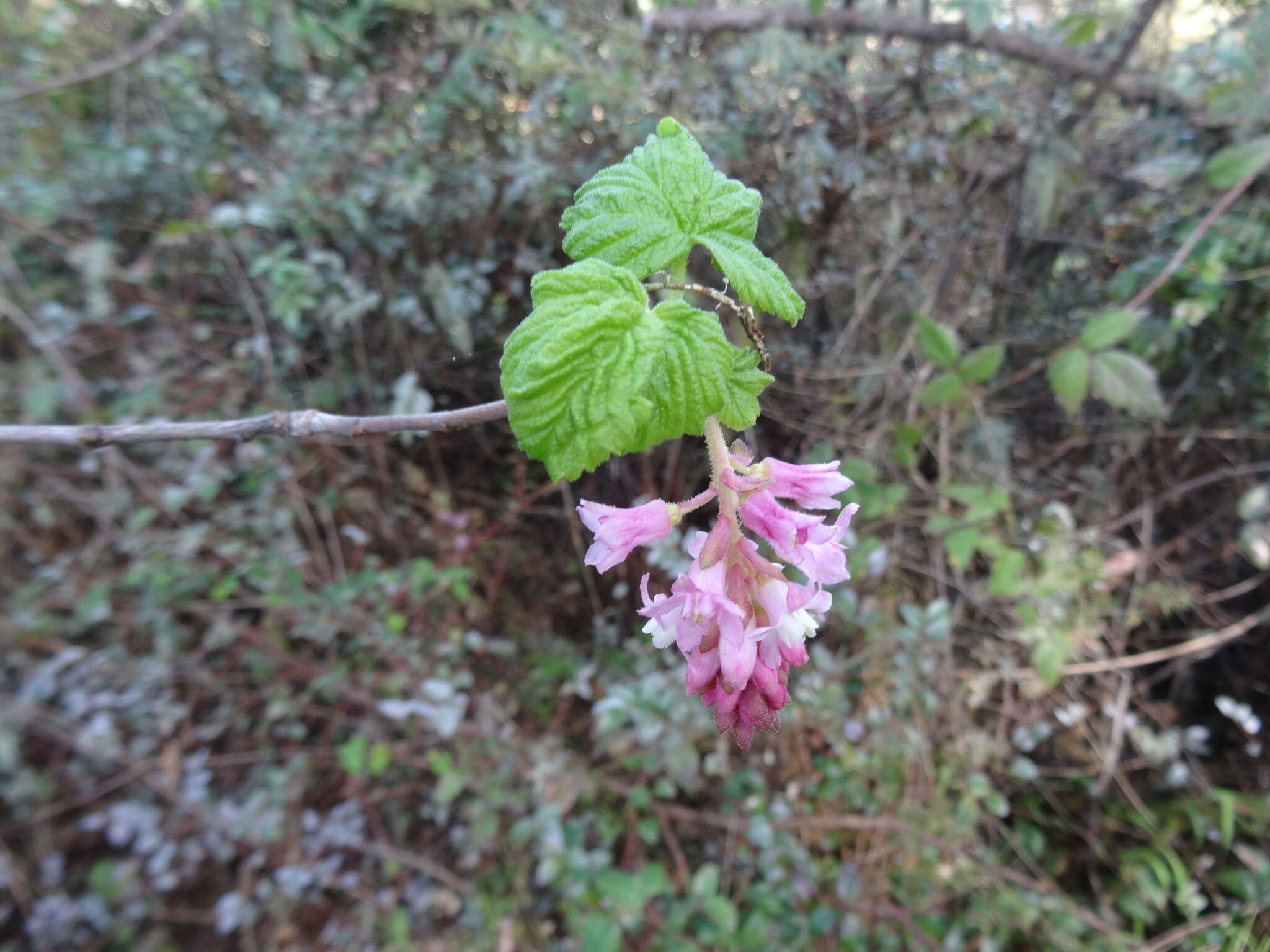 Imagem de Ribes sanguineum Pursh