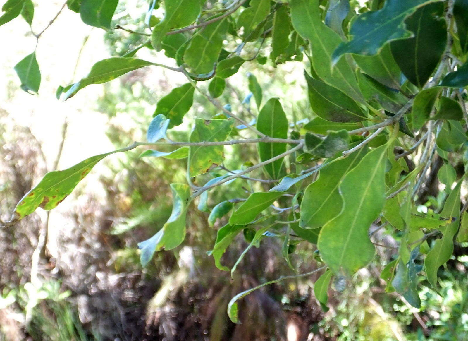 Image of Olea capensis subsp. macrocarpa (C. H. Wright) I. Verd.