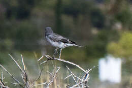 Image of Karoo Chat