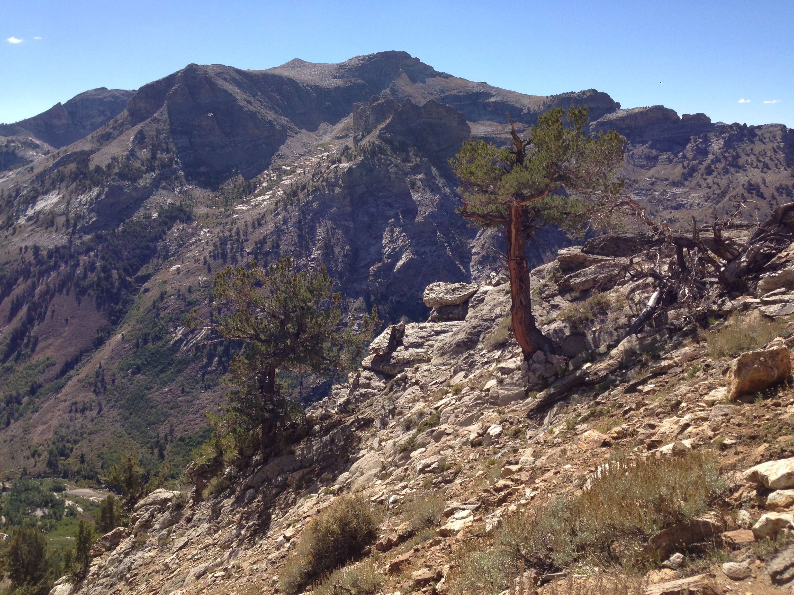 Image of Limber Pine