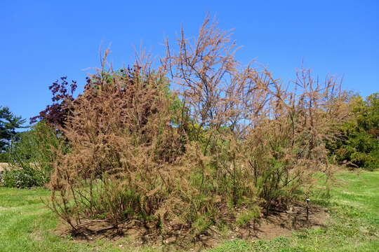 Image of smallflower tamarisk