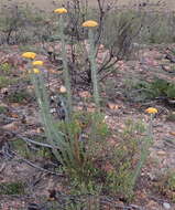 Image of Athanasia pinnata L. fil.