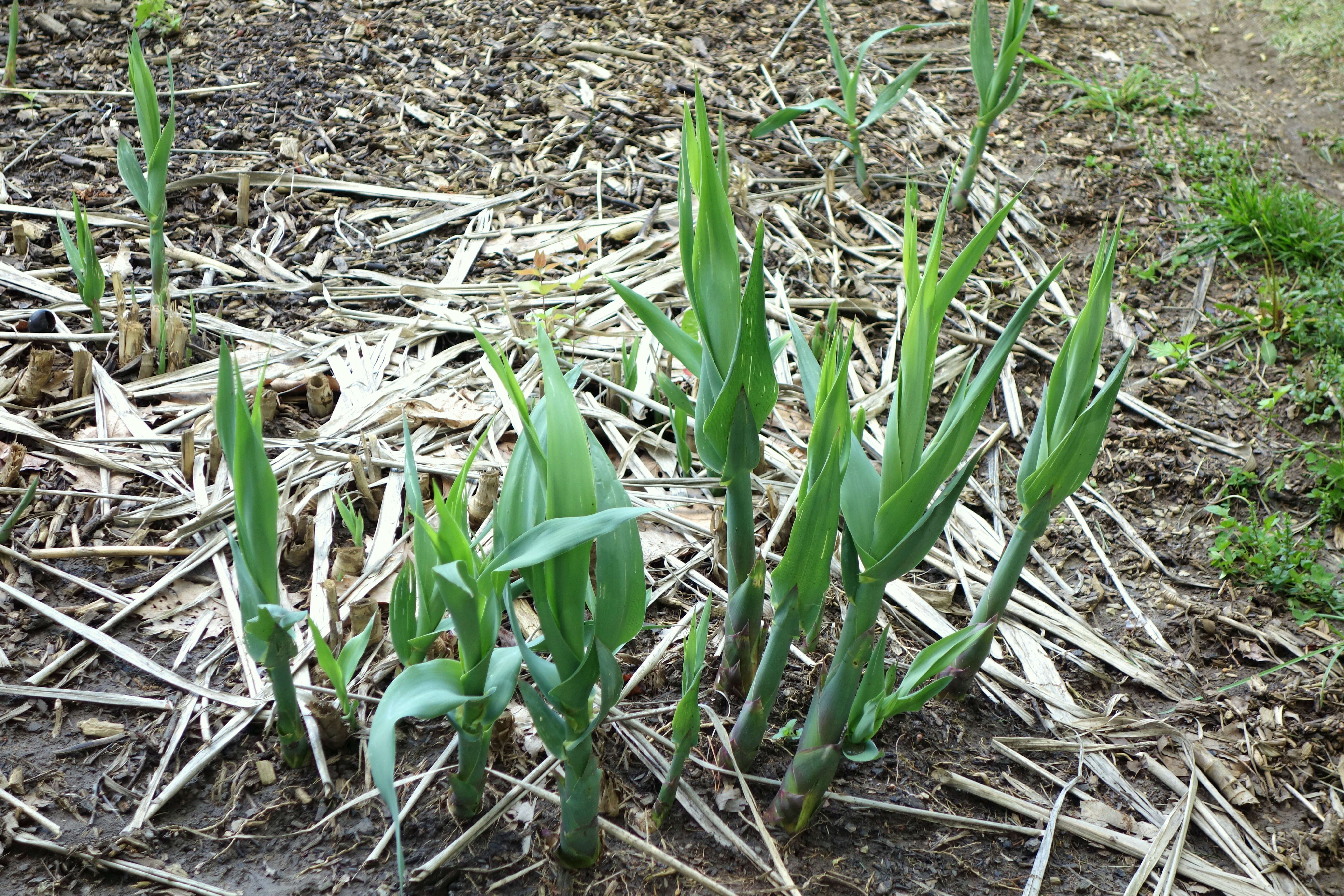 Image of giant reed