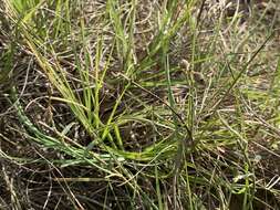 Crotalaria chinensis L. resmi