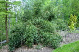 Image of yellow grove bamboo