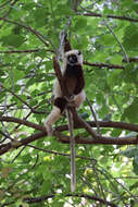 Image of Coquerel's Sifaka