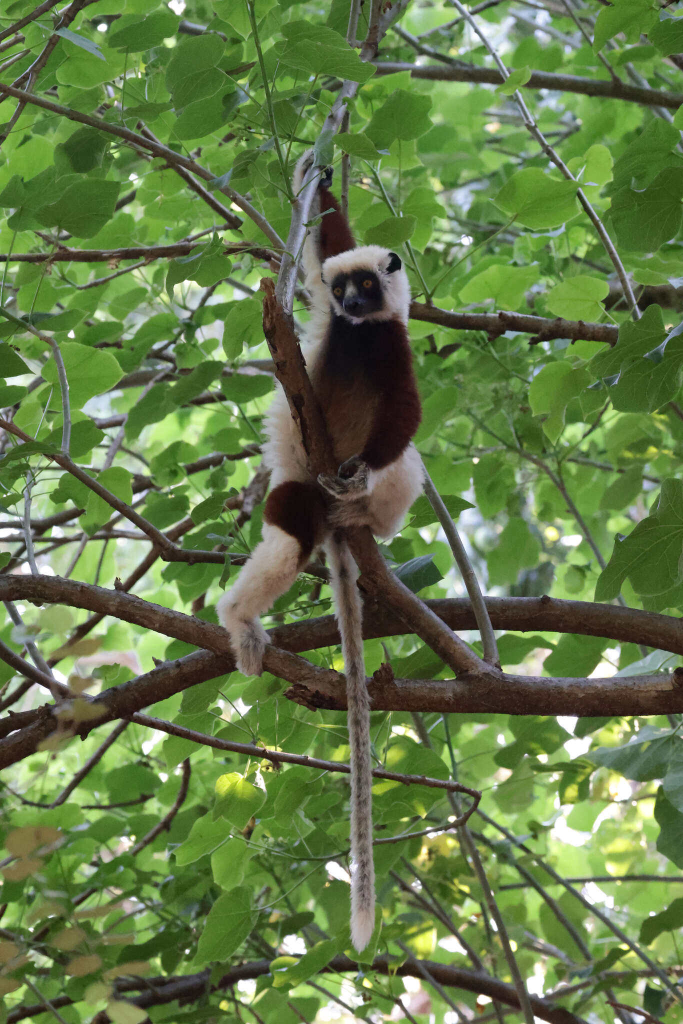 Image of Coquerel's Sifaka