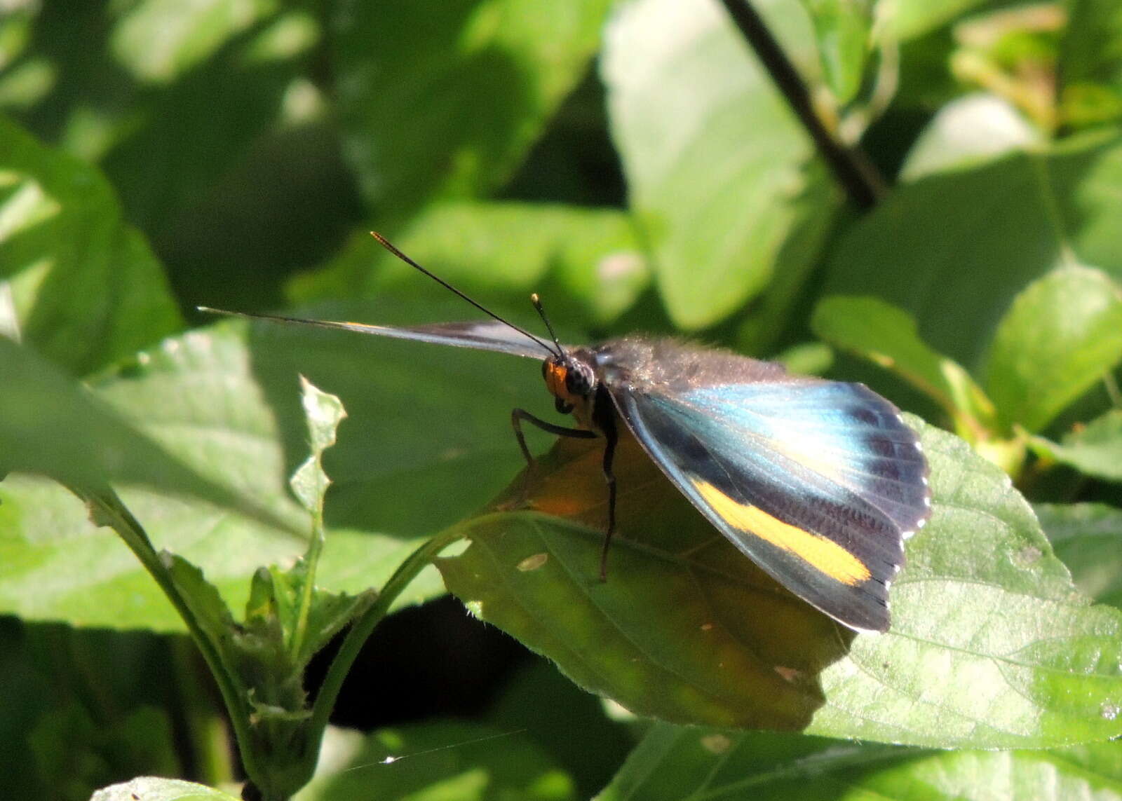 Image of Euphaedra lutescens