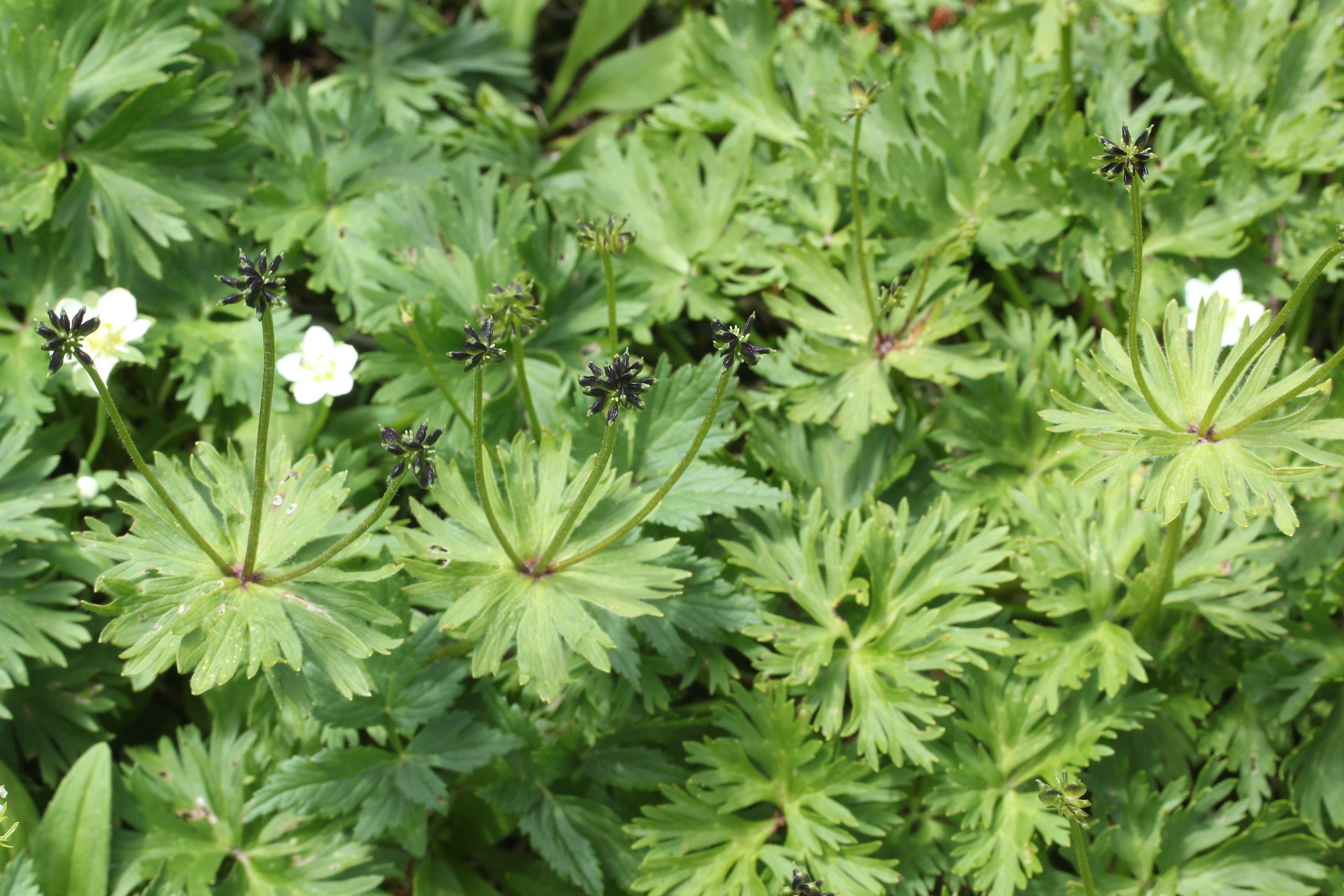 Imagem de Anemonastrum narcissiflorum subsp. narcissiflorum