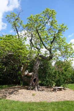 Image of Mitten tree