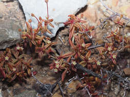 Image of Crassula expansa subsp. expansa