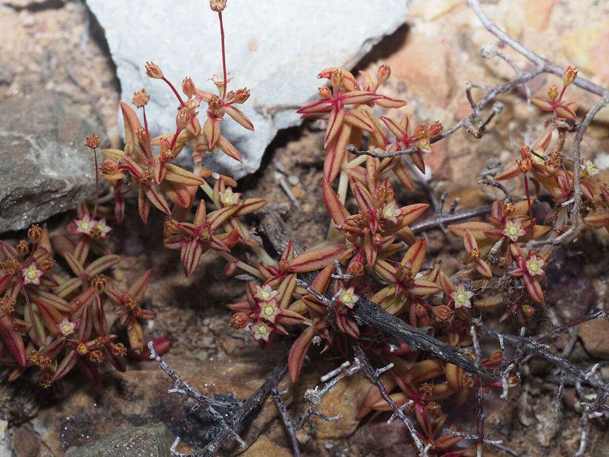 Image of Crassula expansa subsp. expansa