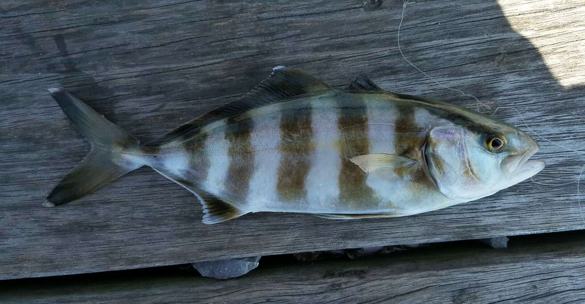 Image of Banded Rudderfish