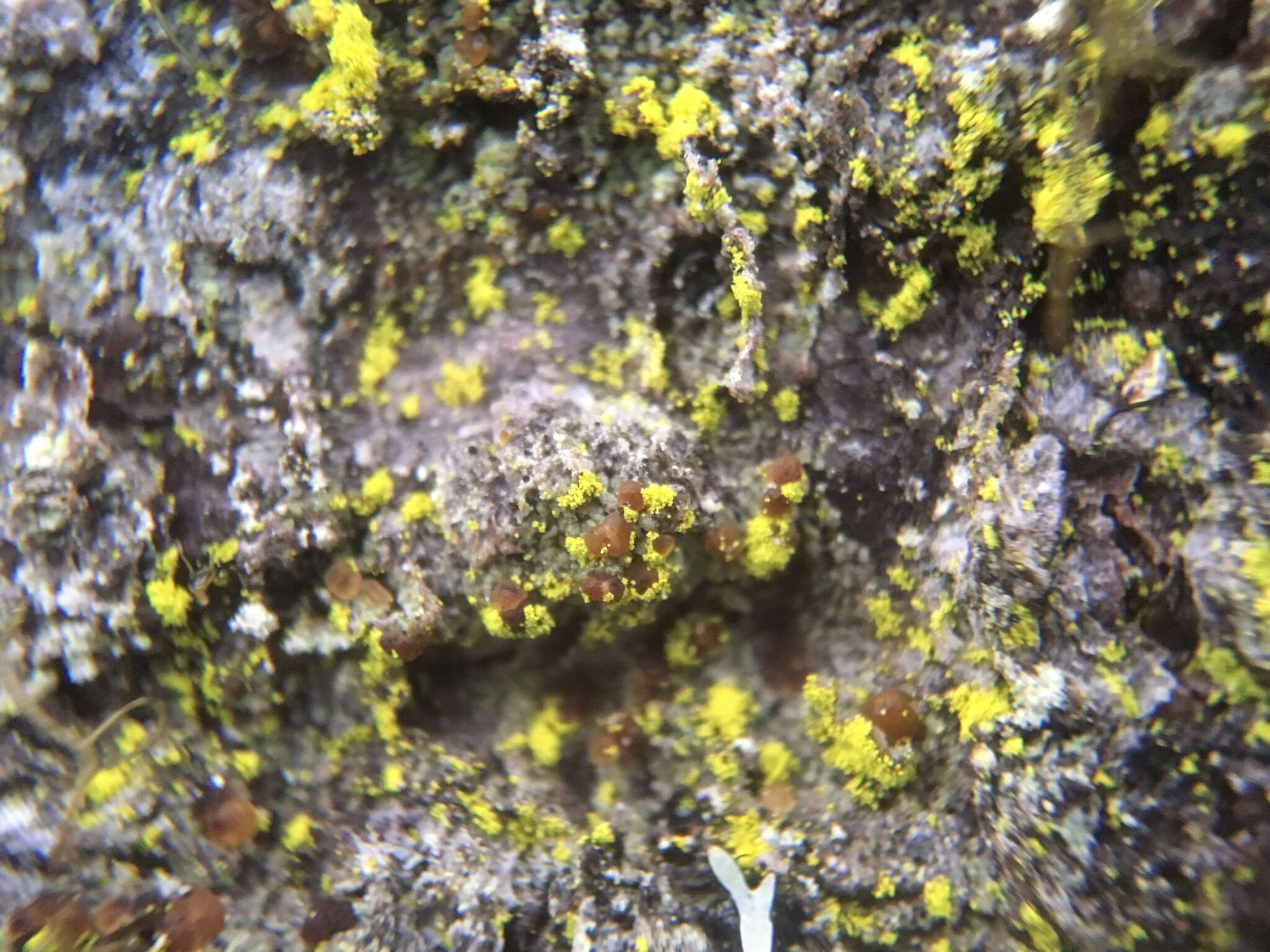 Image of dust lichen